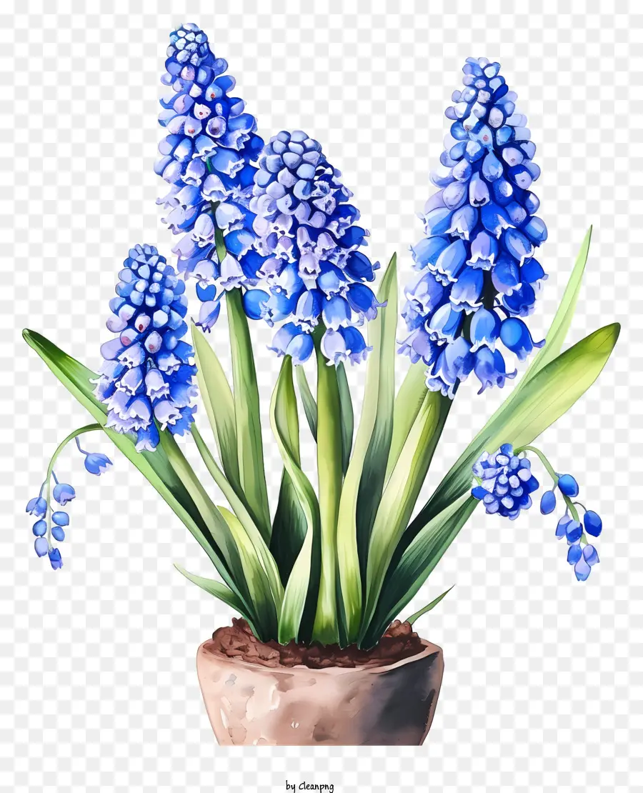 Pinturas Decorativas De Hyacinth De Uva，Jacintos Azules PNG