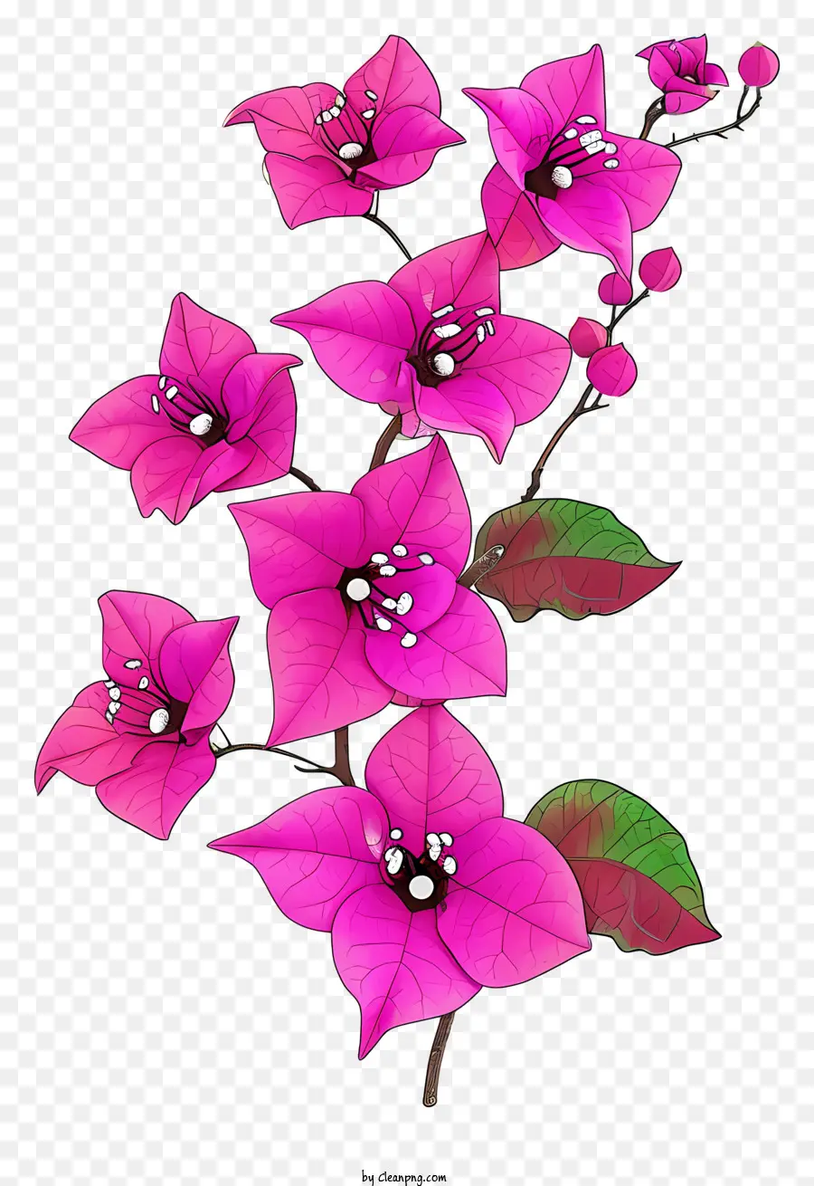 Bougainville Plana，Flores De Color Rosa PNG