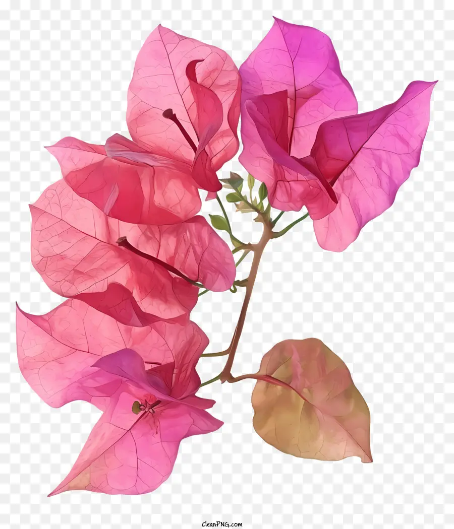 Flor De Buganvilla，Flor Rosa PNG