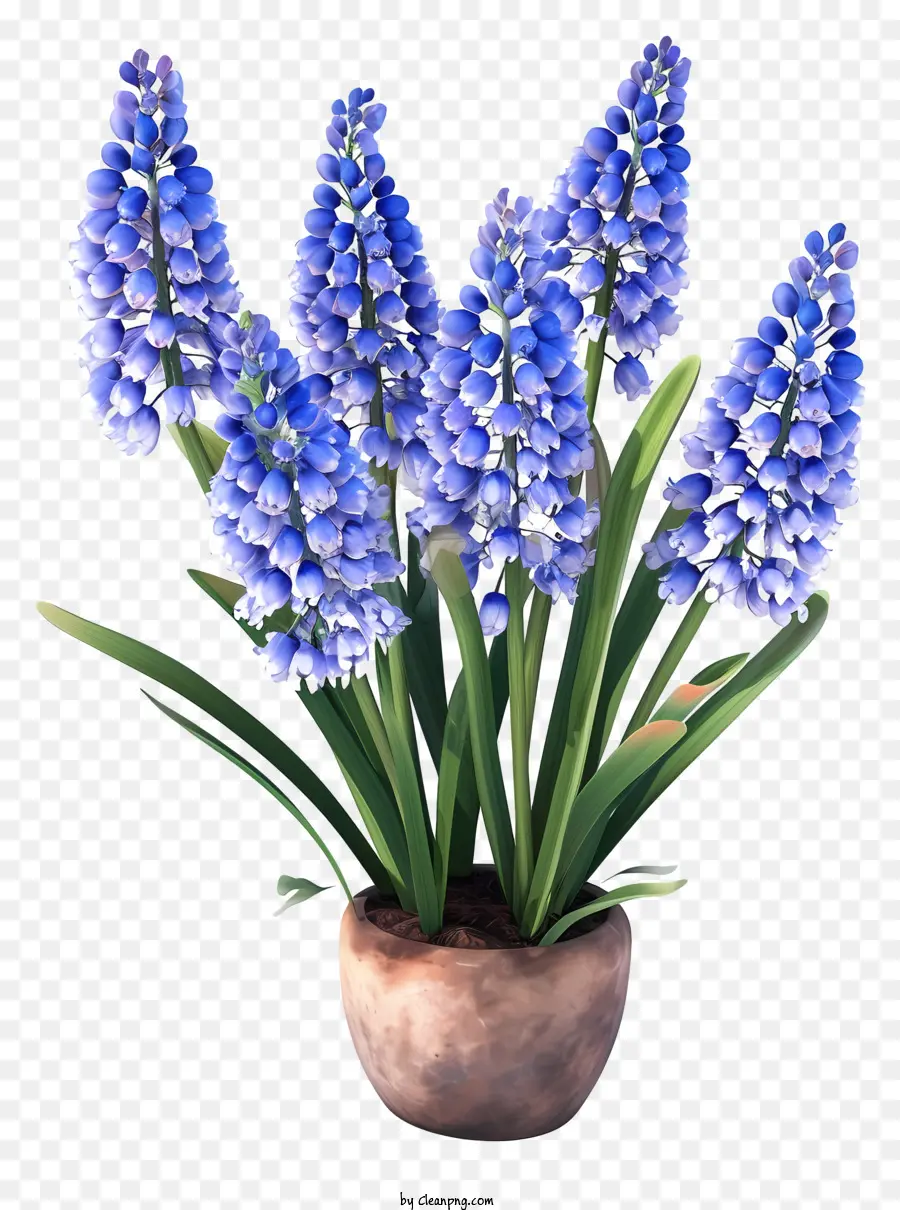 Jacinto De Uva 3d Realista，Flor Azul PNG