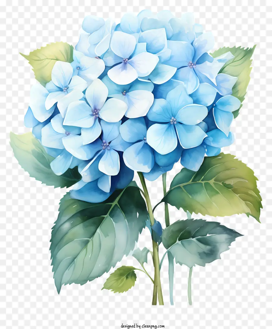 Floración De Hortensias De Acuarela，Flor De Hidrante Azul PNG