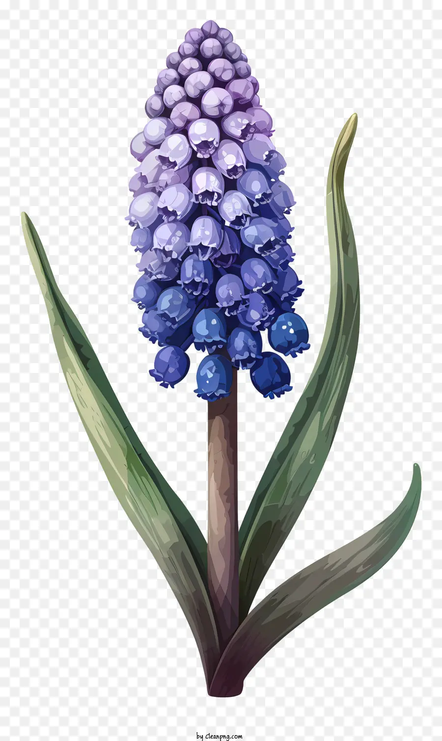 Hyacinto De Uva De Dibujos Animados，Flor Azul PNG