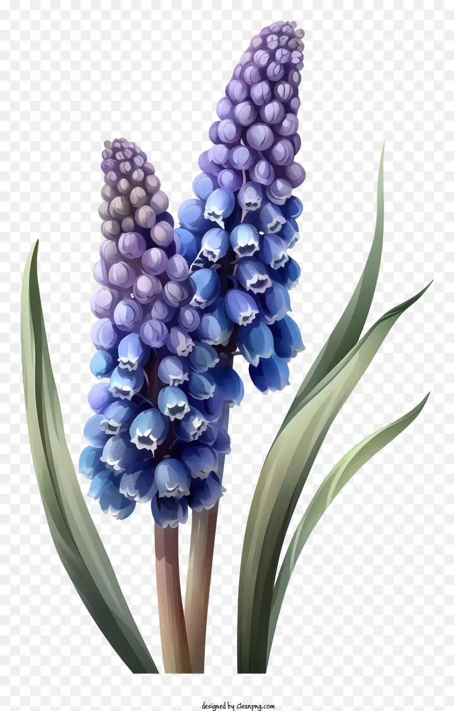 Hyacinto De Uva De Dibujos Animados，Flores De Color Azul PNG