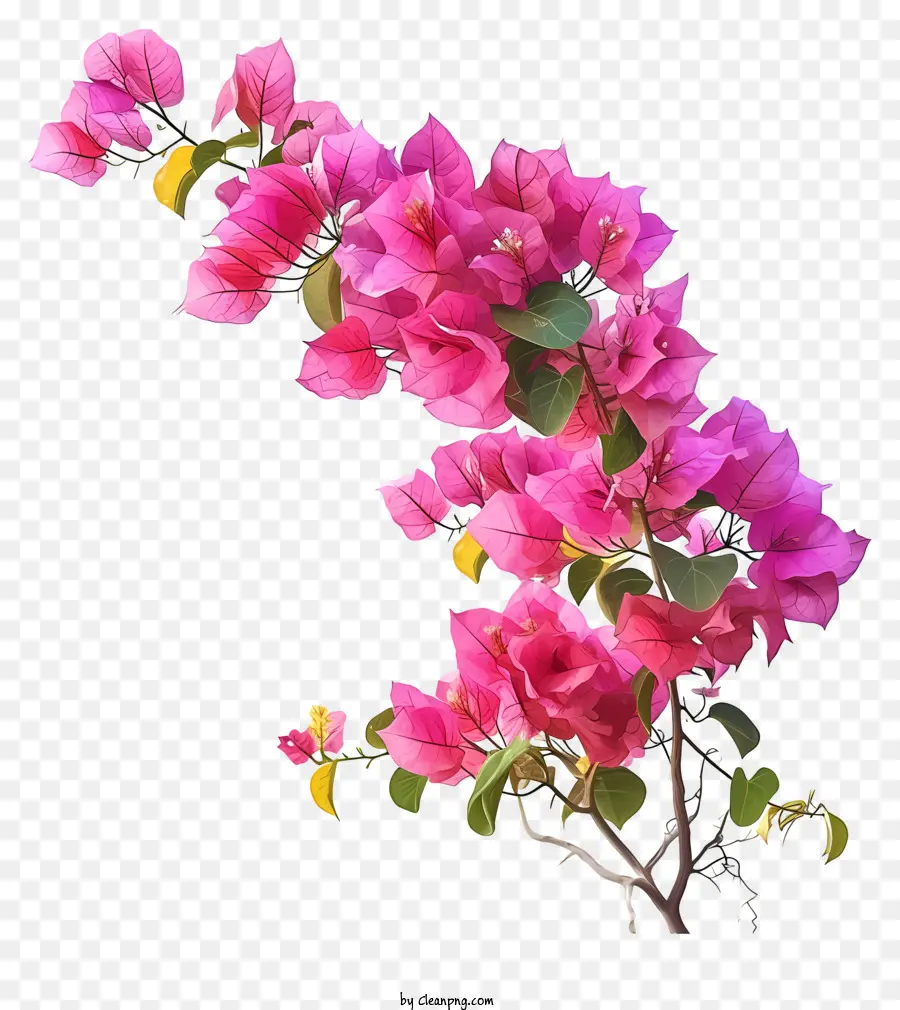 Bougainvilla Realista，Flores De Color Rosa PNG