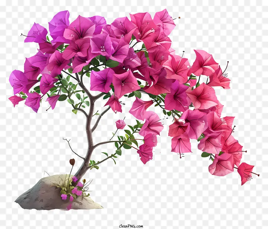 Bougainvillea Ilustra，Rosa Buganvillas PNG