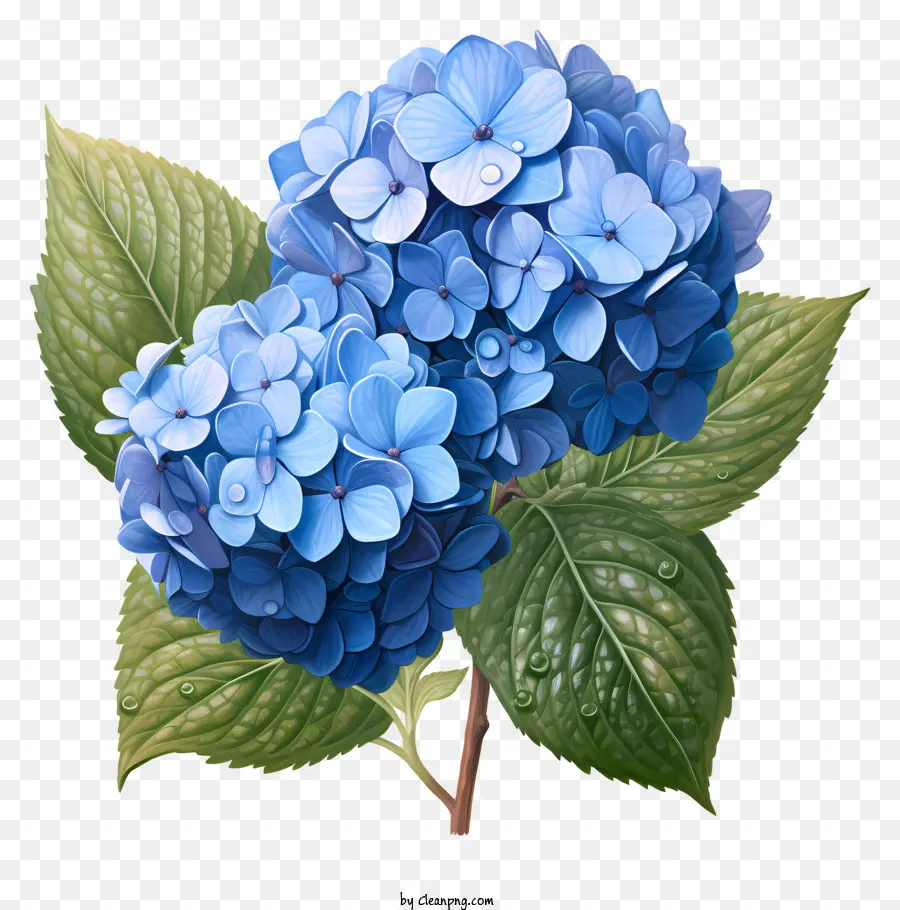 Flor De Hortensia De Estilo Realista，Azul Hortensia PNG