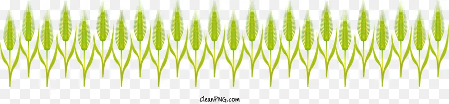 Trigo，Plantas Verdes PNG