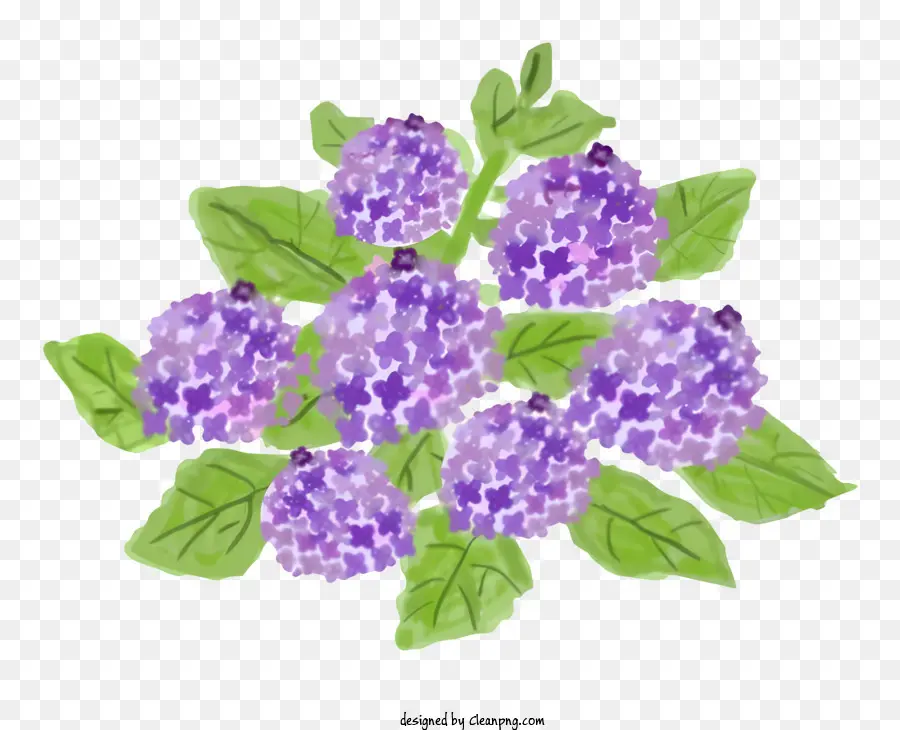 Flor，Hortensia Morada PNG