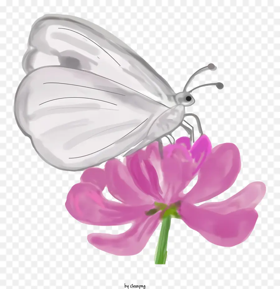 Flor，Mariposa Blanca PNG