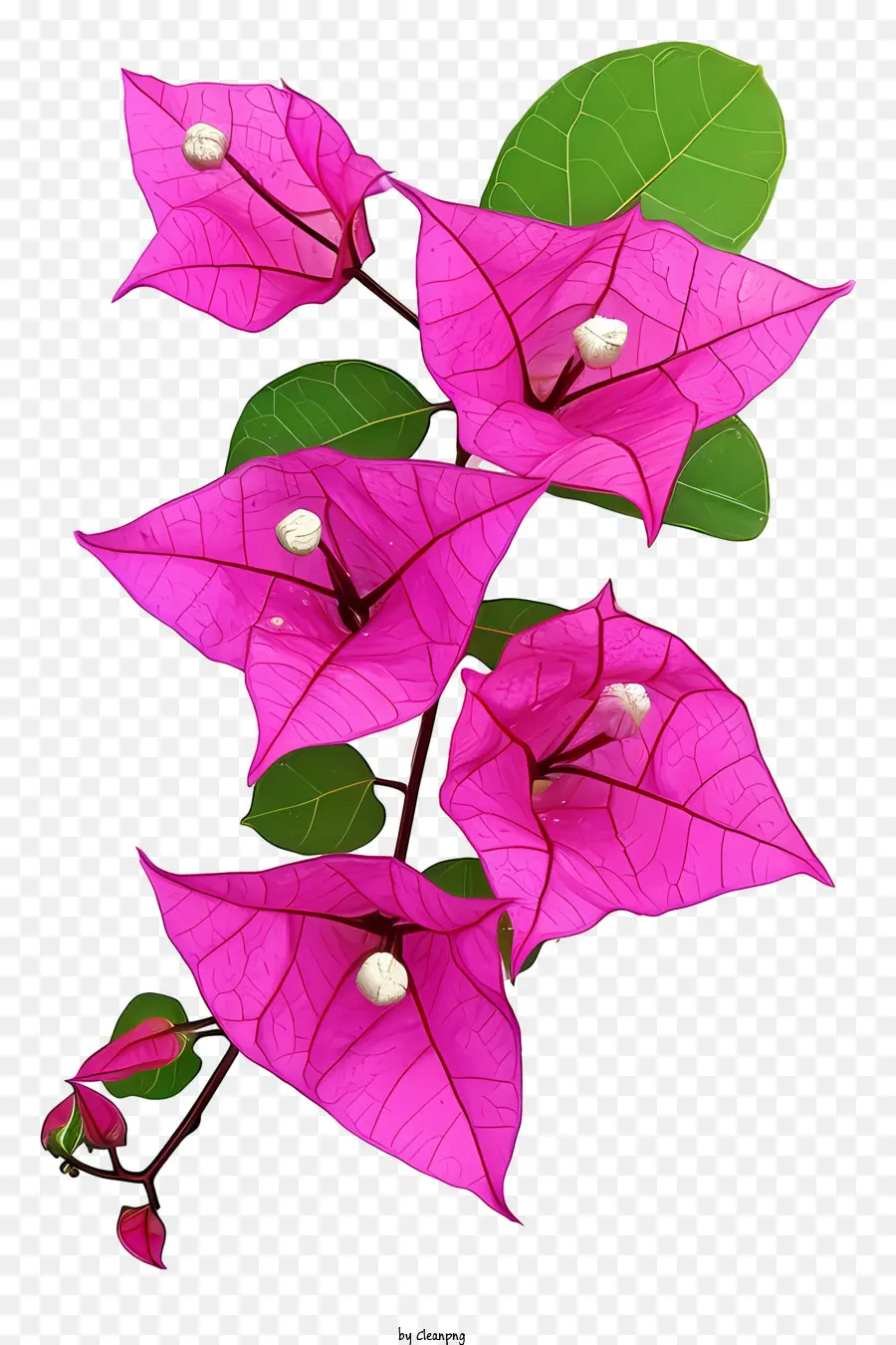 Flor De Buganvilla，Flores De Color Rosa PNG
