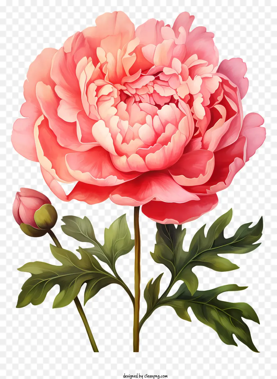 Floración De Peonía De Acuarela，Rosa Peonía Flor PNG