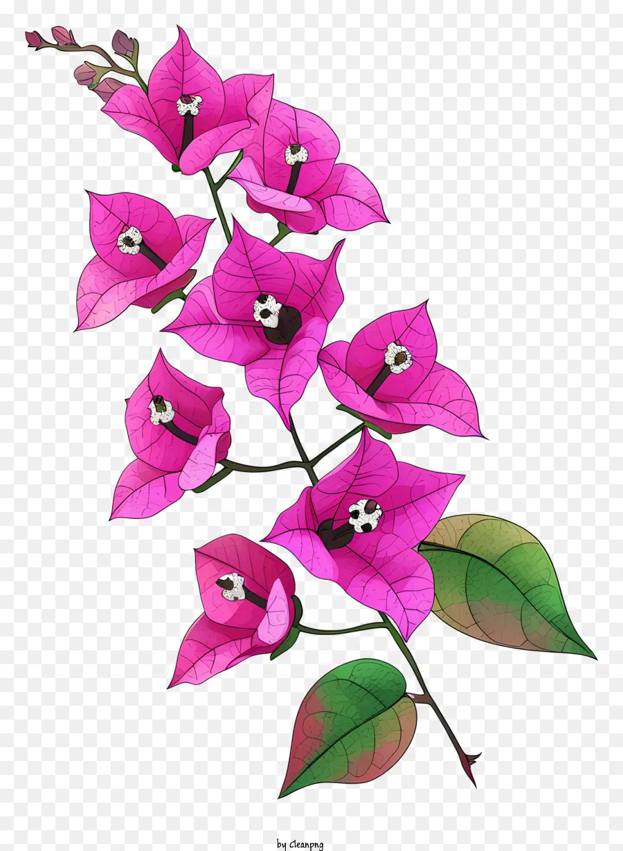 Icono De Bougainvillea，Flores De Color Rosa PNG