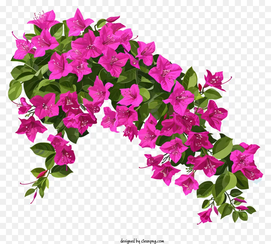 Buganvilla Simplista Vector，Flores Rosadas PNG