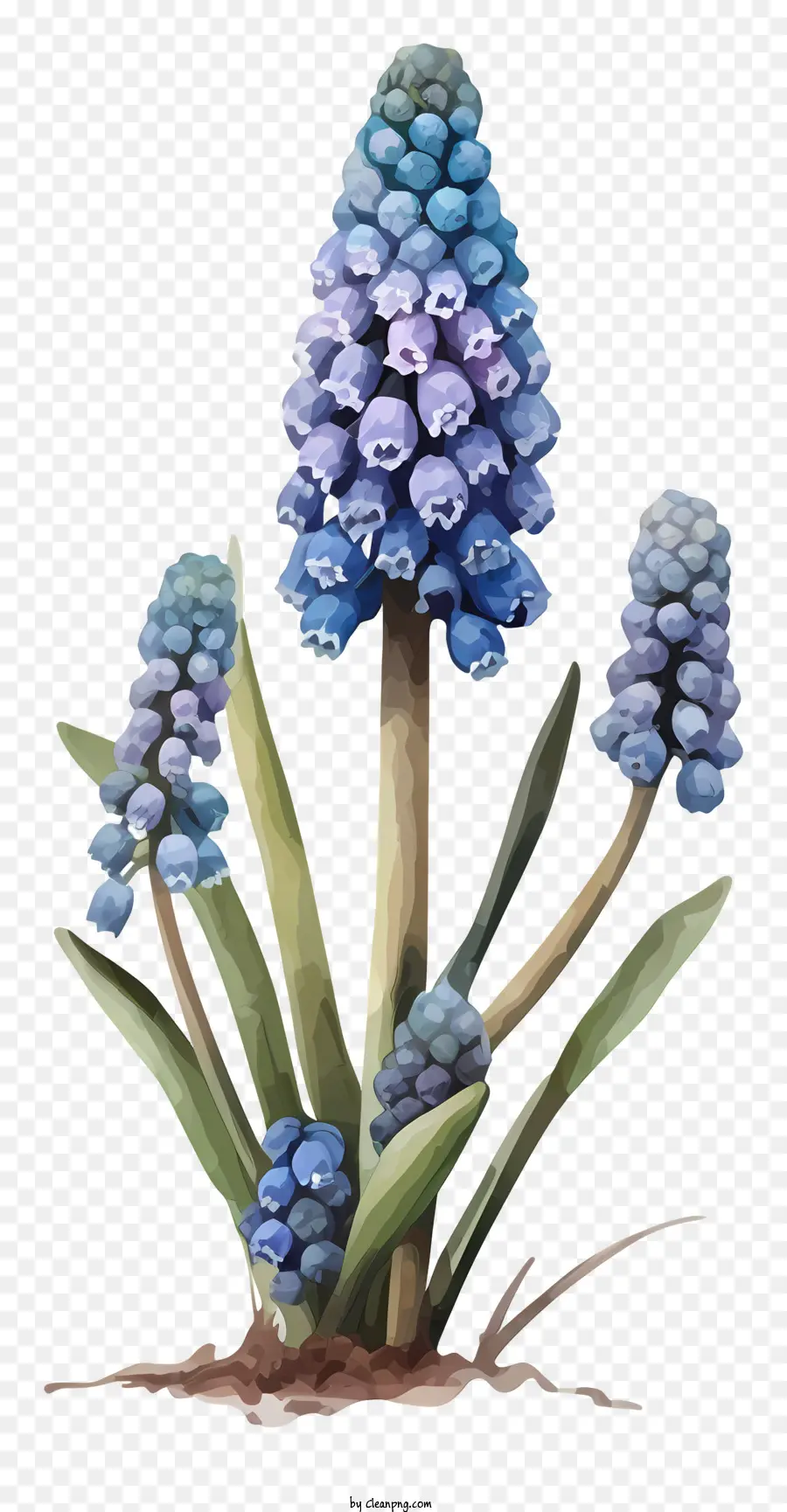 Arte Vectorial Simplista De Hyacinth De Uva，Jacinto Azul PNG