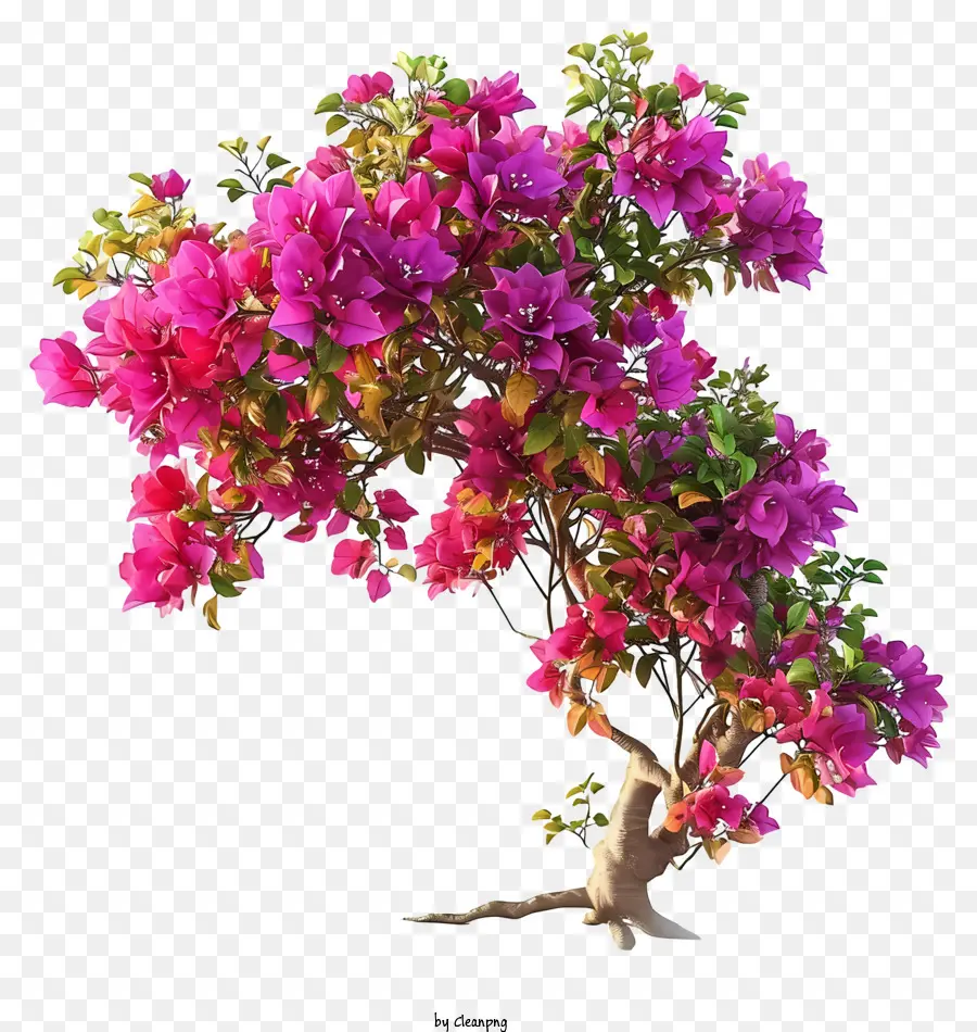 Bougainvilea 3d Realista，árbol De Los Bonsais PNG