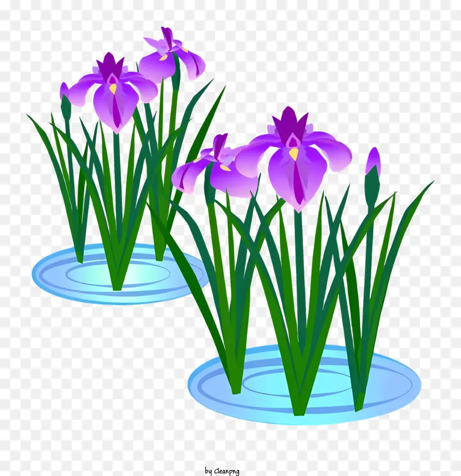 Flor，Plantas De Iris Moradas PNG