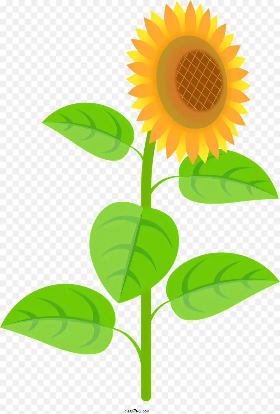 Girasol，Sol PNG