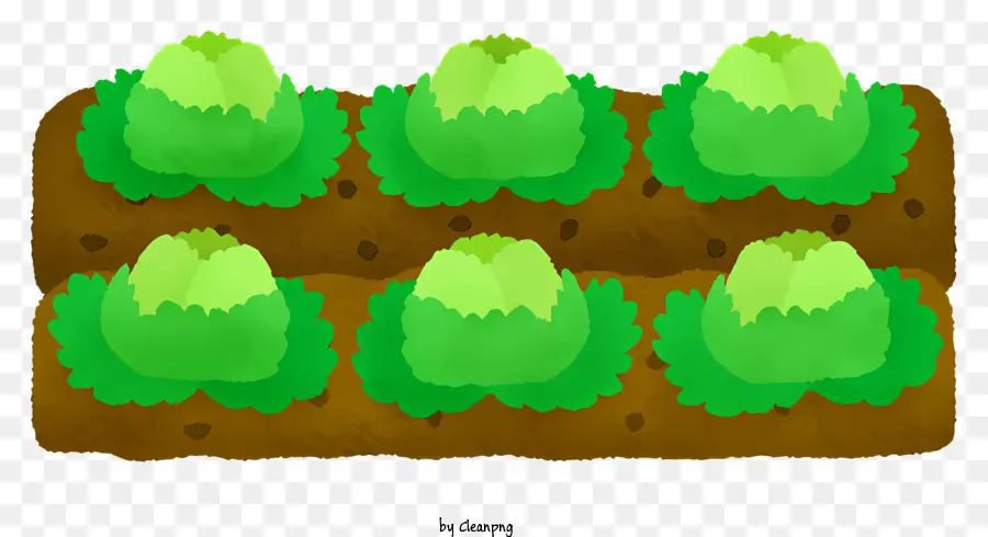 Plantas De Brócoli，Campo PNG