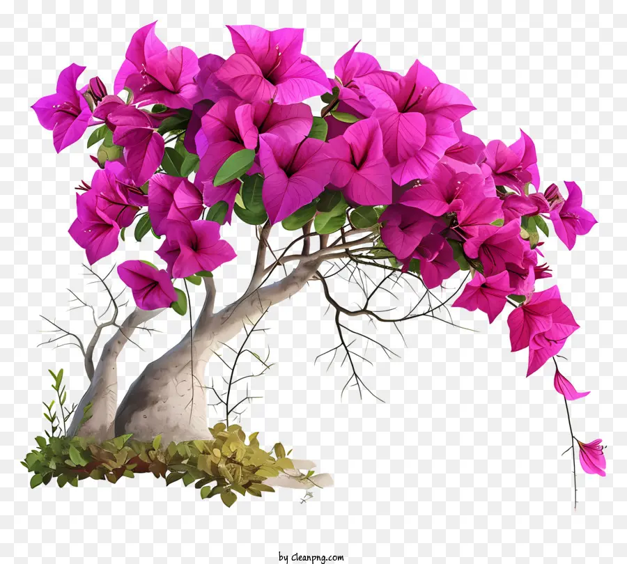 Bougainvillea Ilustra，Árbol PNG