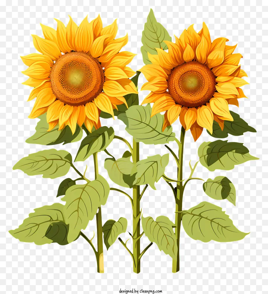 Girasol Estilo Boceto，Los Girasoles PNG