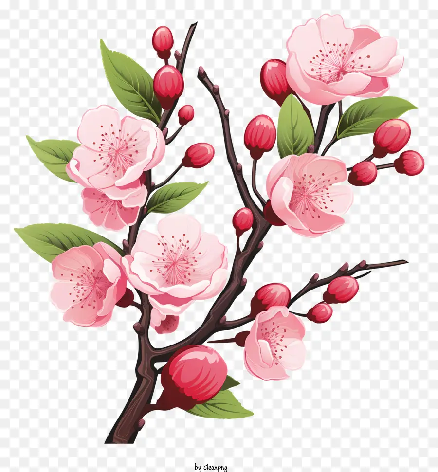 Blossom De Rama De Cereza Dibujada A Mano，De Los Cerezos En Flor PNG
