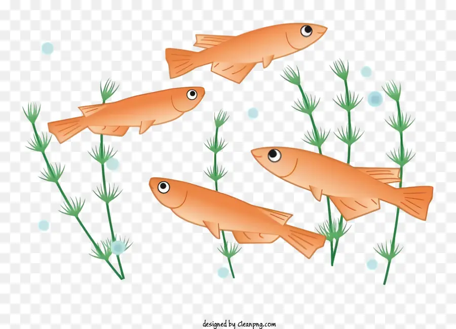 Los Peces，Naranja De Pescado PNG