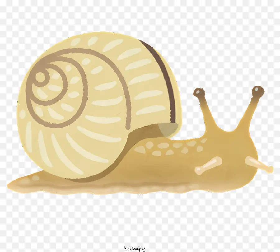 Caracol，Lindo Caracol PNG