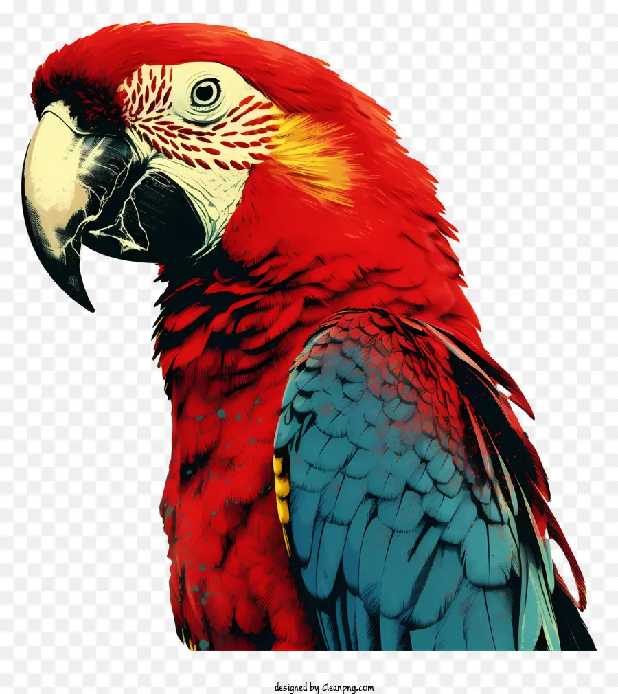 Loro，Loro Colorido PNG