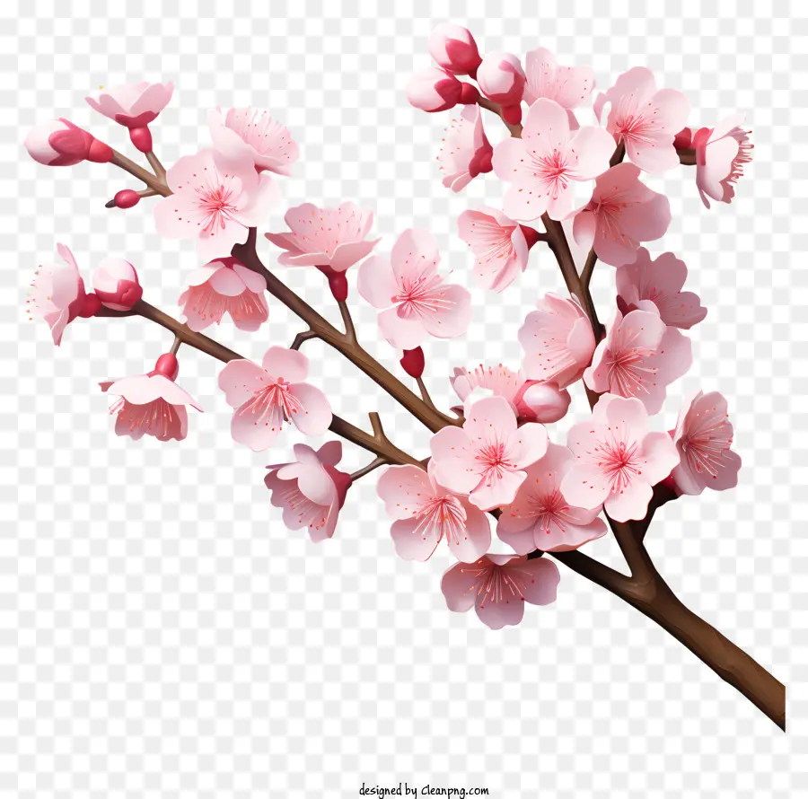 Flor De Rama De Cerezo Estilo Realista 3d，Flor De Cerezo PNG