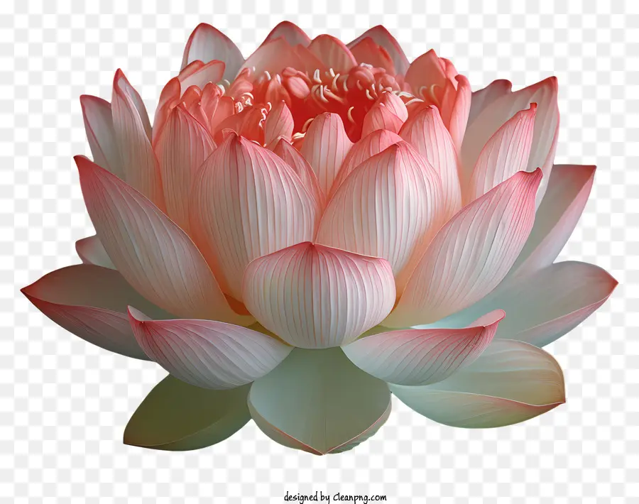 Flor De Loto，Loto De Color Rosa PNG