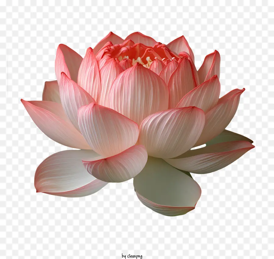 Flor De Loto，Loto De Color Rosa PNG