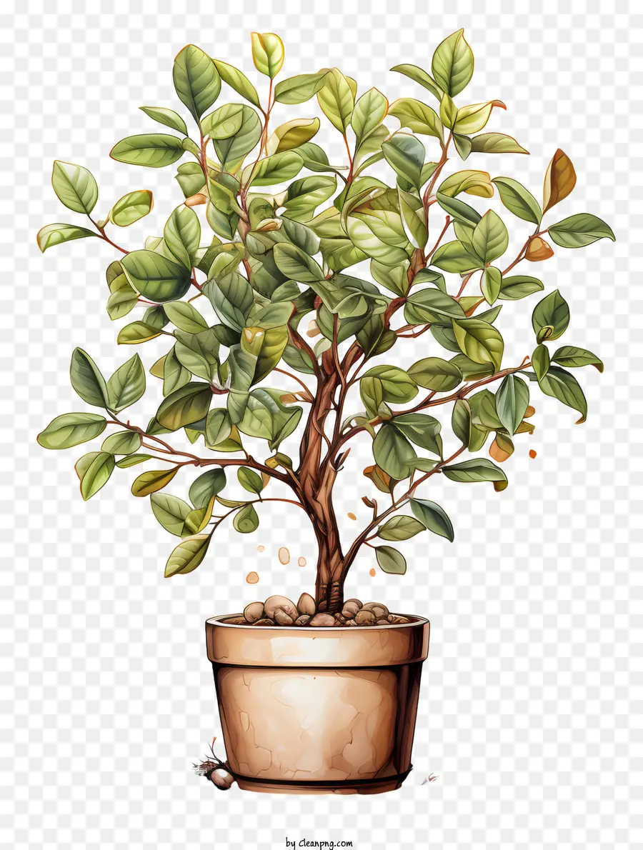 Planta De Café，Planta De Bonsai PNG