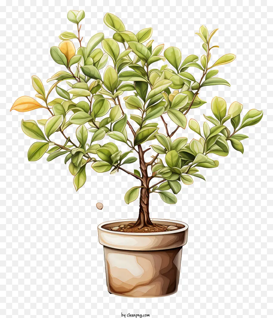 Planta De Café，Planta En Maceta PNG