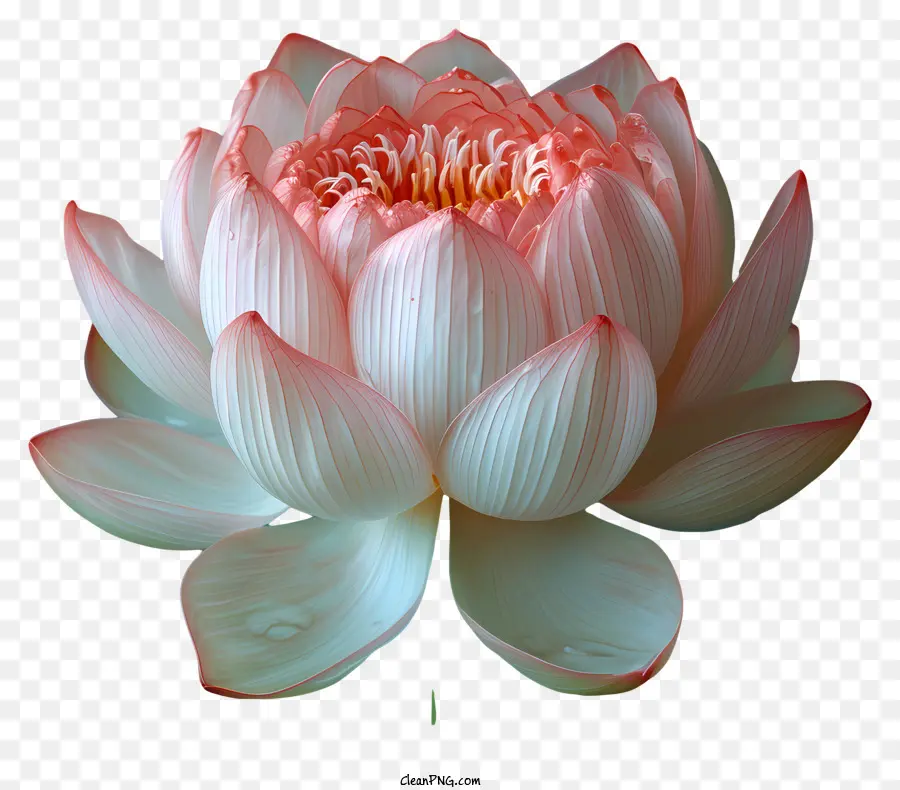 Flor De Loto，Loto De Color Rosa PNG