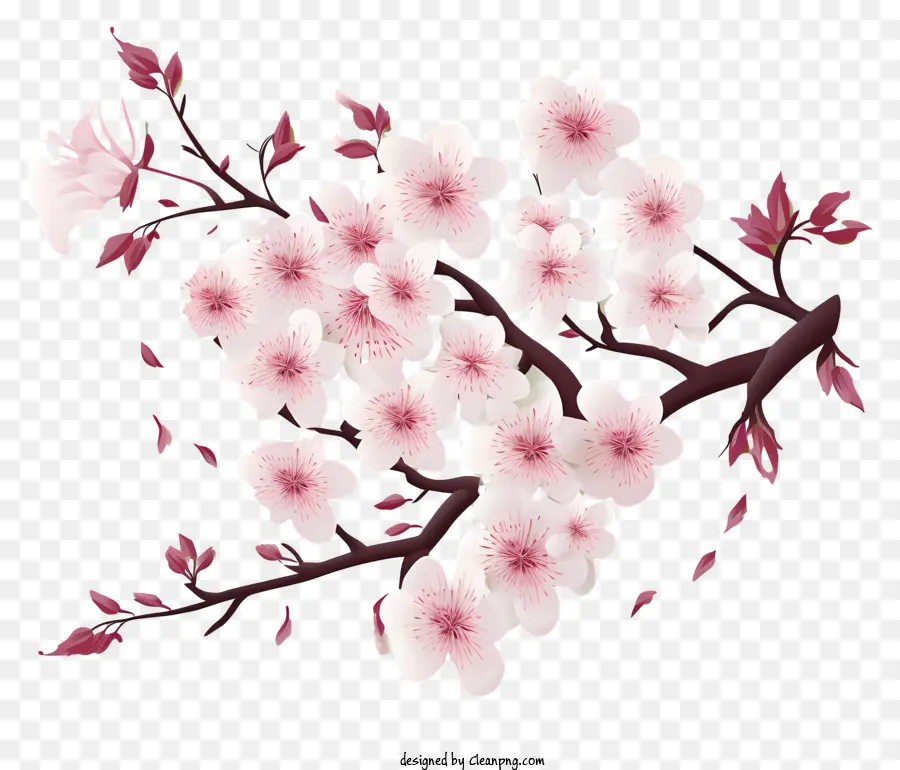 Papel En Blanco Con Flores De Cerezo，Flor De Cerezo PNG