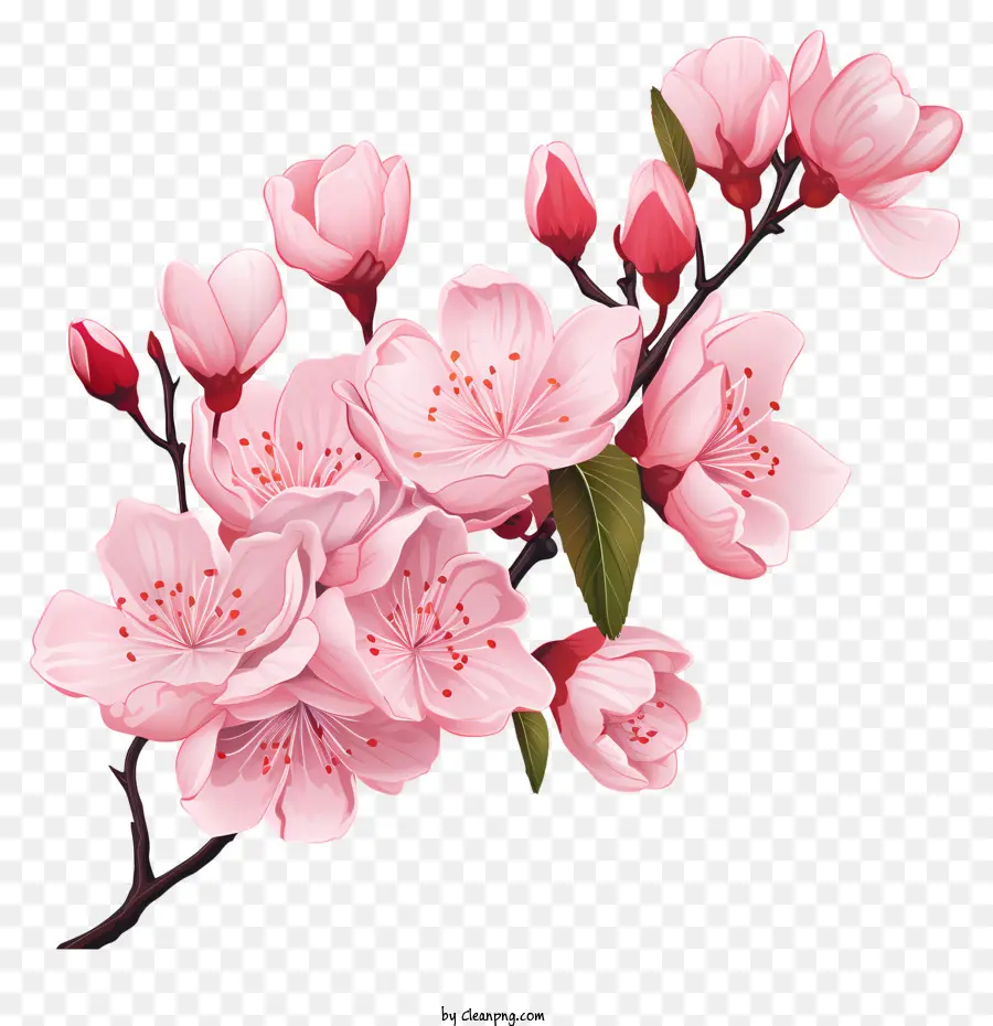 Sakura Cherry Branch Con Flores Florecientes，Rosa Flores De Cerezo PNG