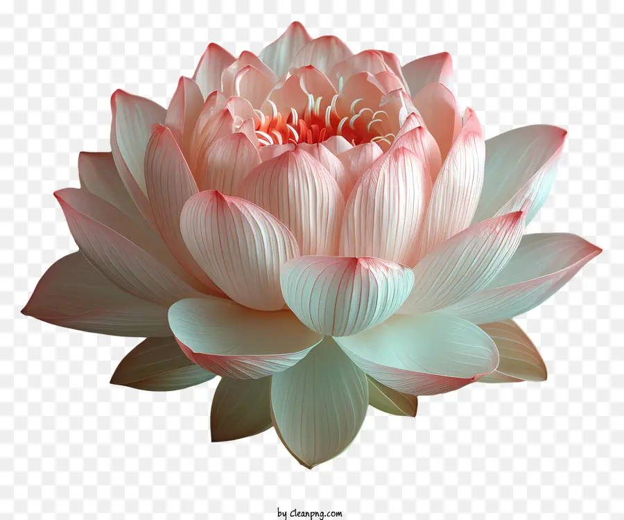 Flor De Loto，Flor PNG