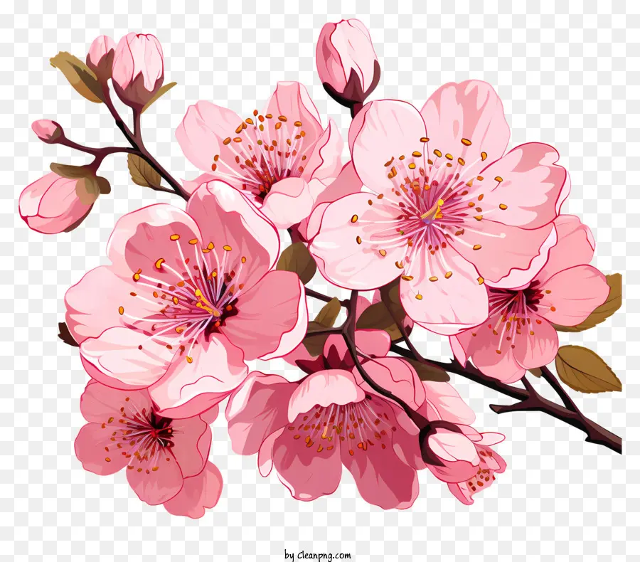 Ramas Y Flores De Sakura，Sakura Flor PNG