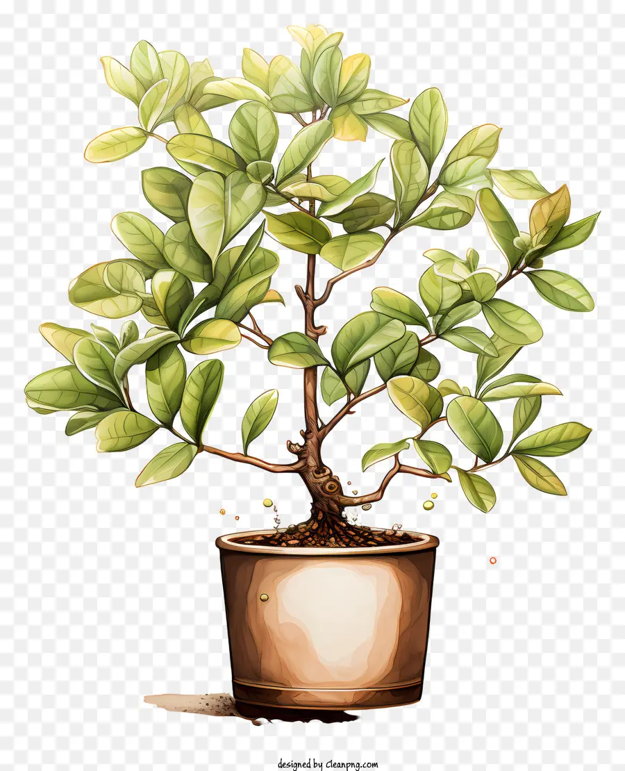 Planta De Café，Planta En Maceta PNG