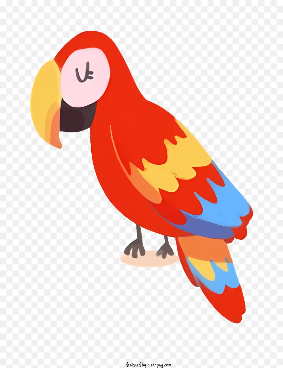 Loro De Pájaros，Loro PNG