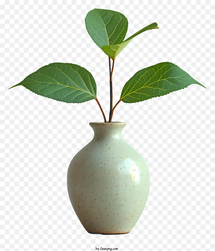 Florero，Planta PNG