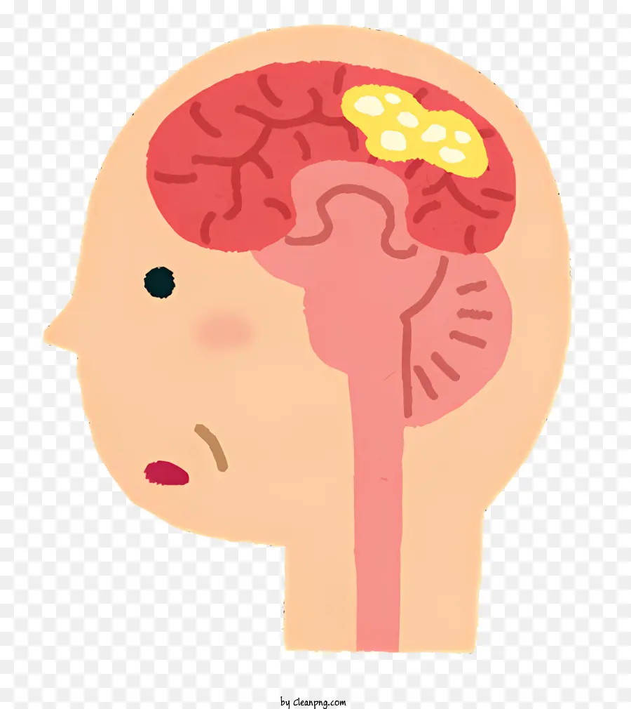 Icono，Cerebro PNG