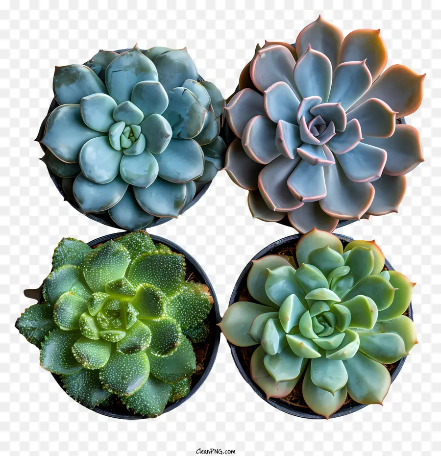 Suculentas，Las Plantas Suculentas PNG