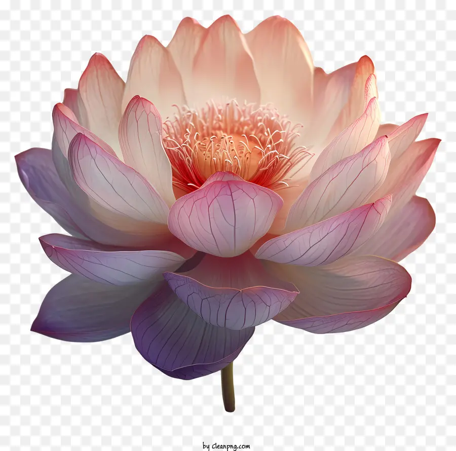 Flor De Loto，Flor De Loto Rosa PNG