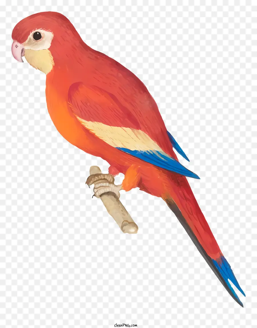 Loro De Pájaros，Loro PNG