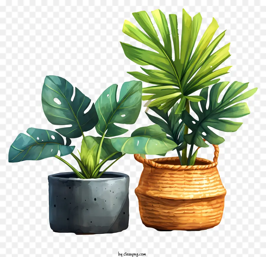 Planta，Las Plantas En Maceta PNG