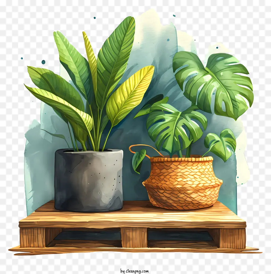 Planta，Planta En Maceta PNG