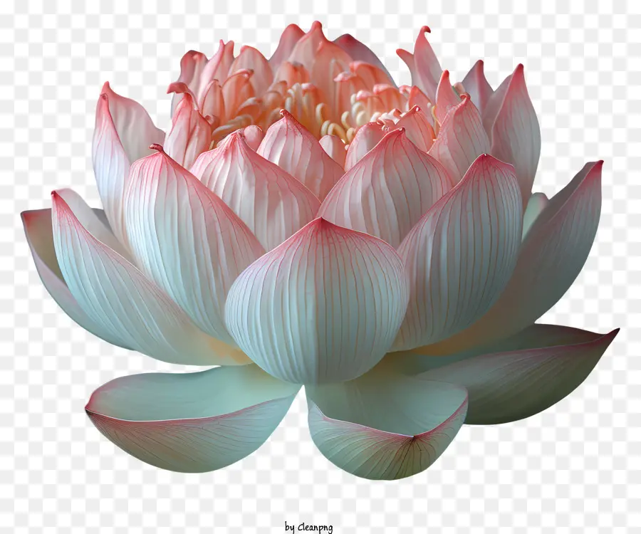 Flor De Loto，Flores De Loto PNG