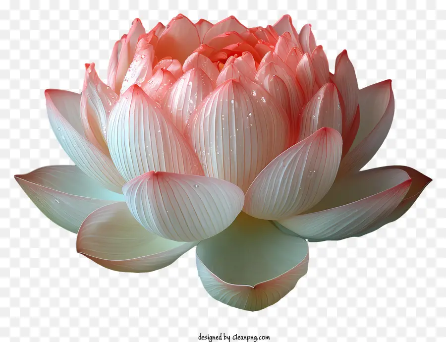 Flor De Loto，Loto De Color Rosa PNG