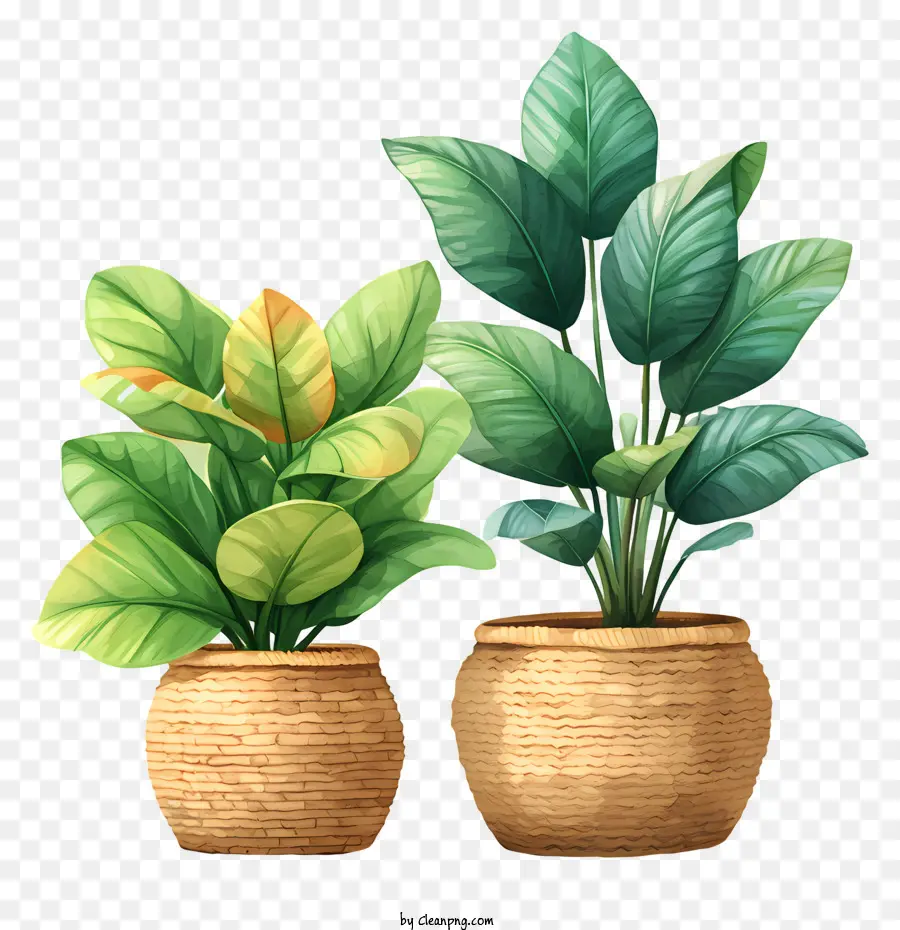 Planta，Plantas En Cestas PNG